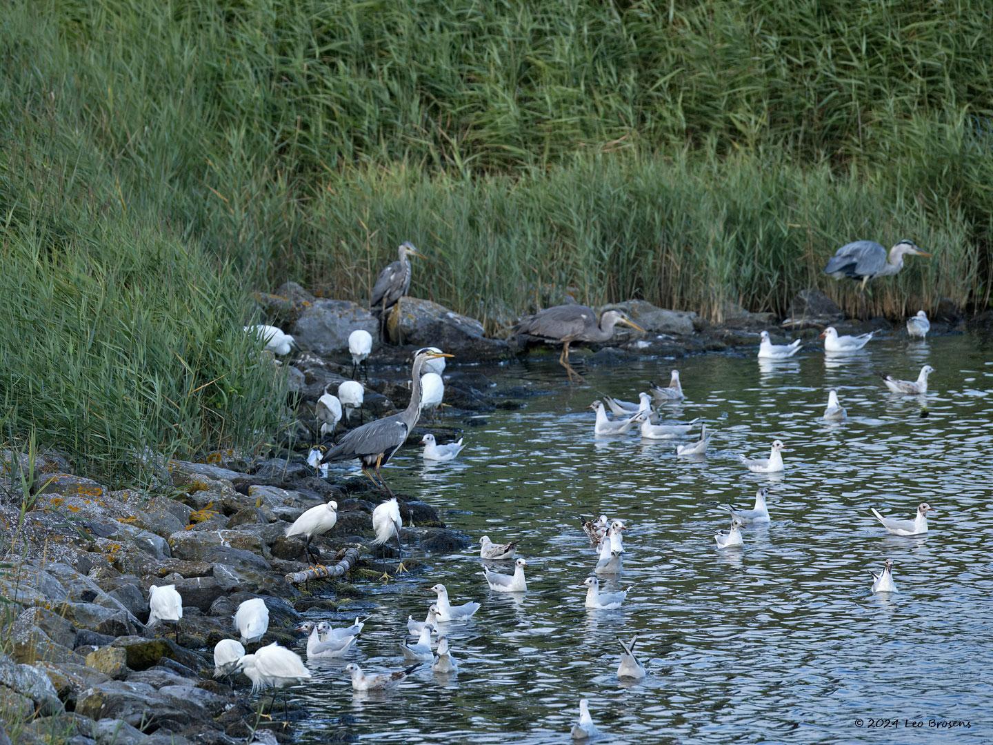 Kleine-zilverreiger-20240805g14401A1A4069atcrfb-Scherpenisse_0.jpg