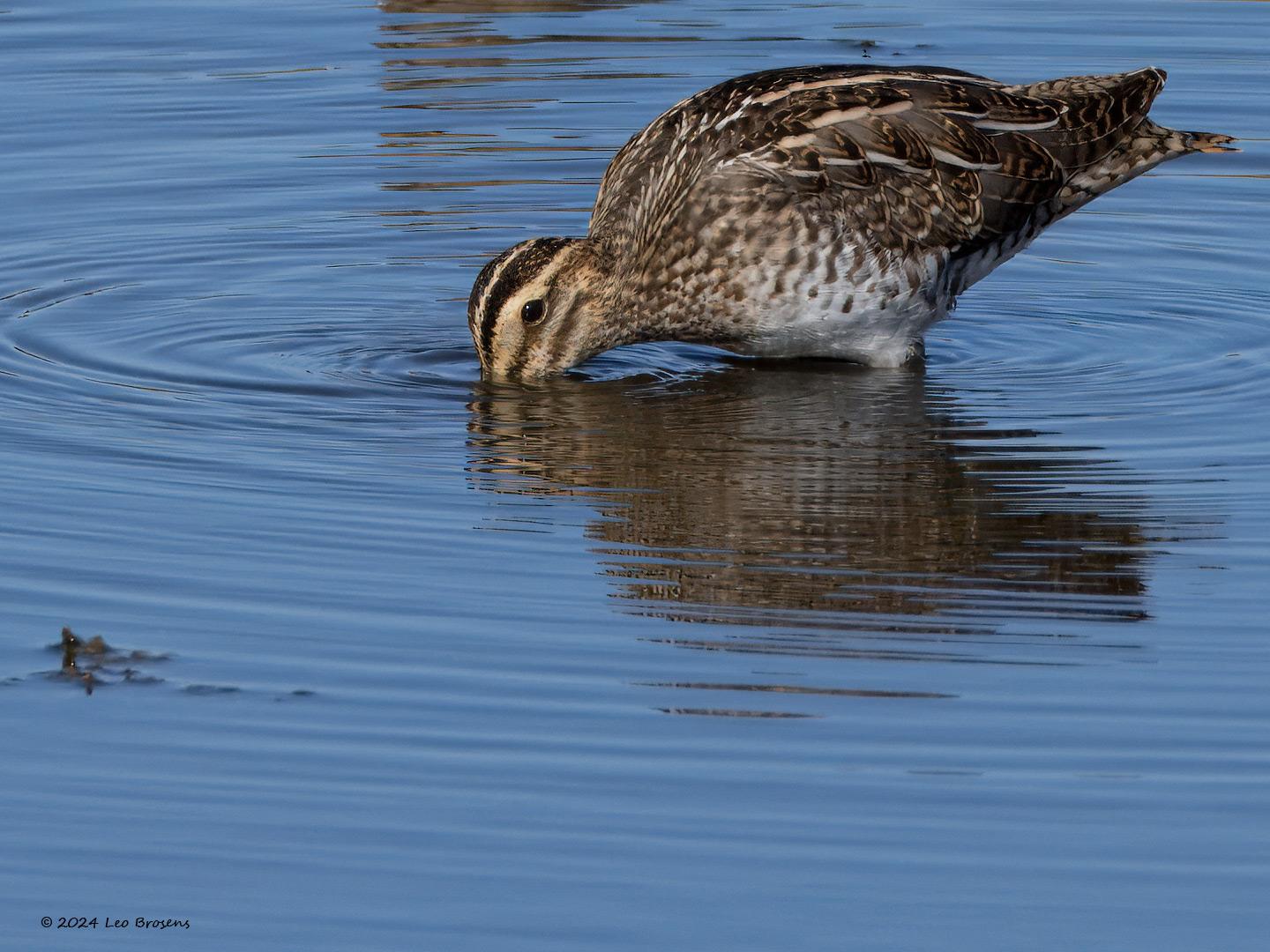 Watersnip-20240812g14401A1A5358btcrfb-Scherpenisse_0.jpg