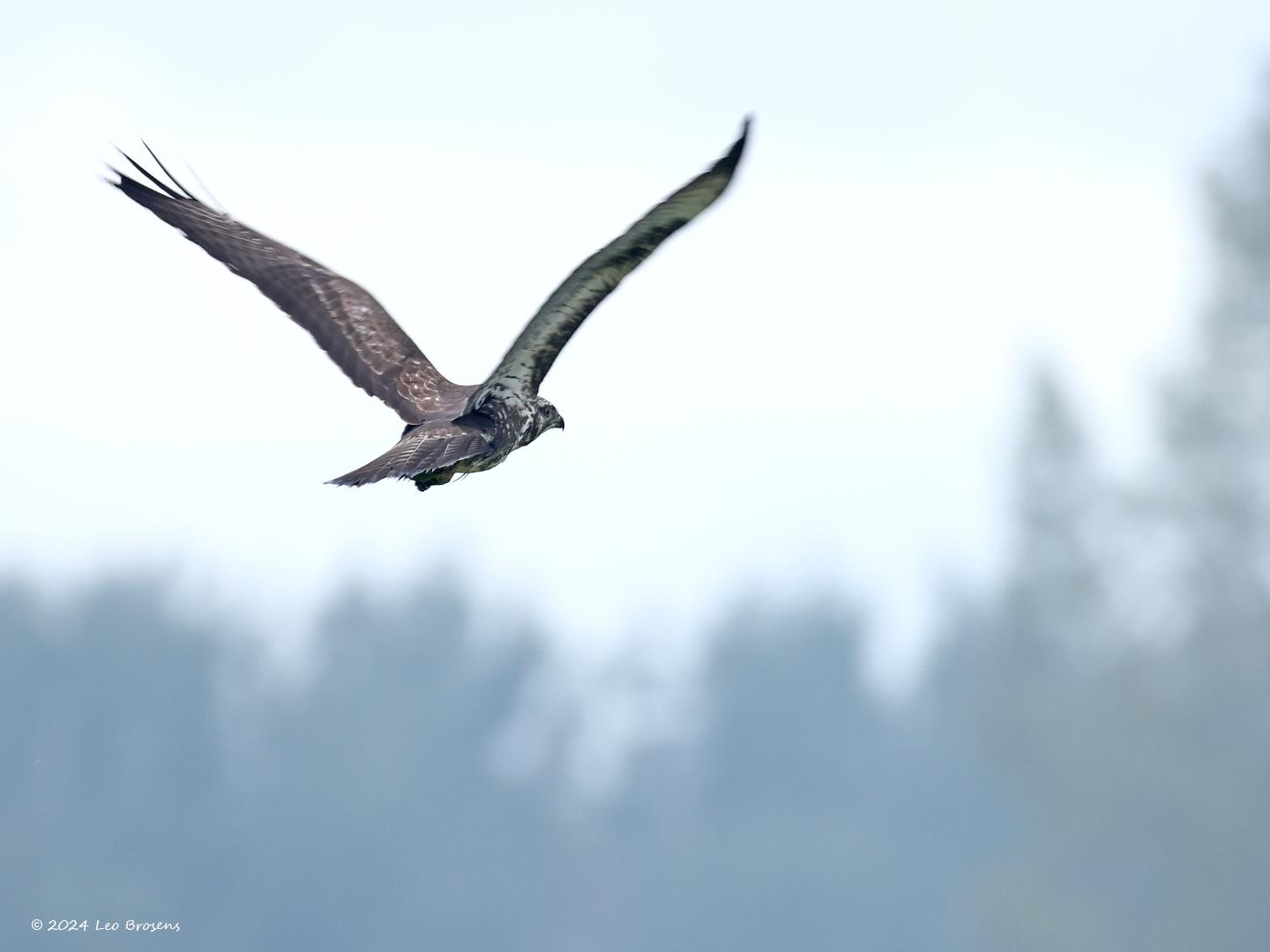 Buizerd-20240916g14401A1A7162atcrfb-Noordwaardpolder.jpg