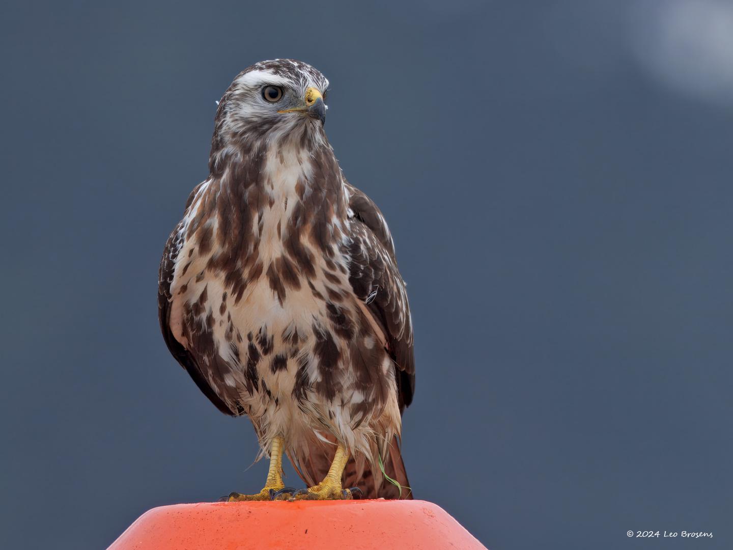 Buizerd-20240916g14401A1A7283atcrfb-Noordwaardpolder.jpg