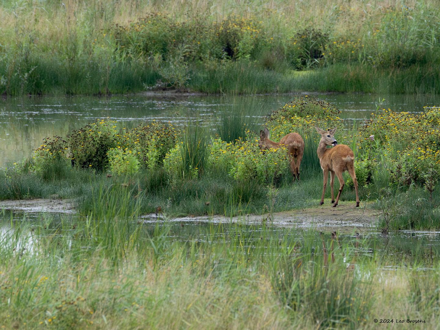 Ree-20240909g14401A1A6797apsvcrfb-Noordwaardpolder.jpg