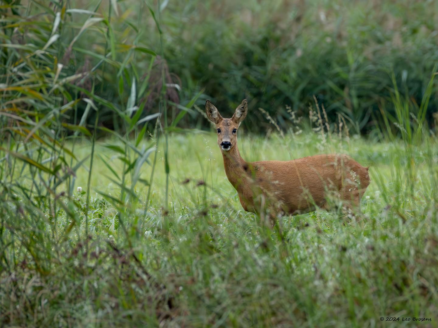 Ree-20240909g14401A1A6808apsvcrfb-Noordwaardpolder.jpg