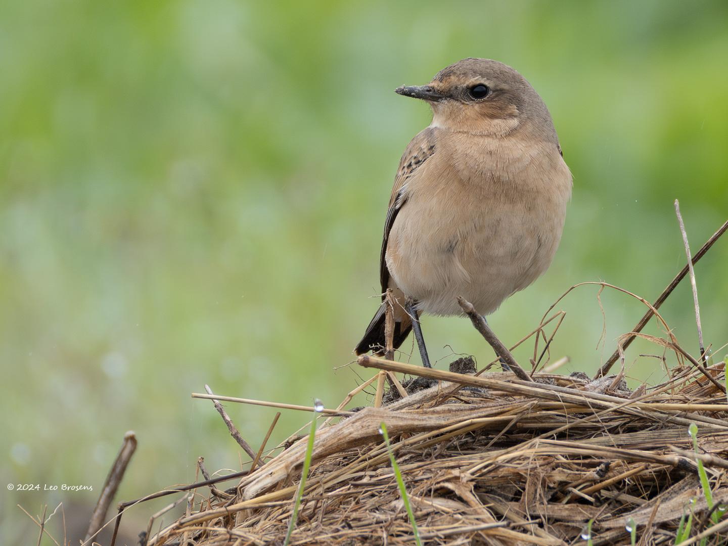 Tapuit-20240916g14401A1A7304apsvcrfb-Hogerwaardpolder.jpg