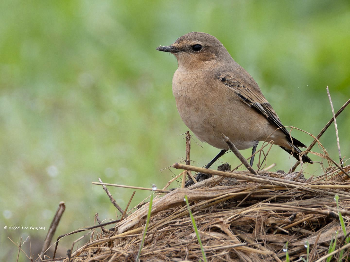 Tapuit-20240916g14401A1A7335apsvcrfb-Hogerwaardpolder.jpg