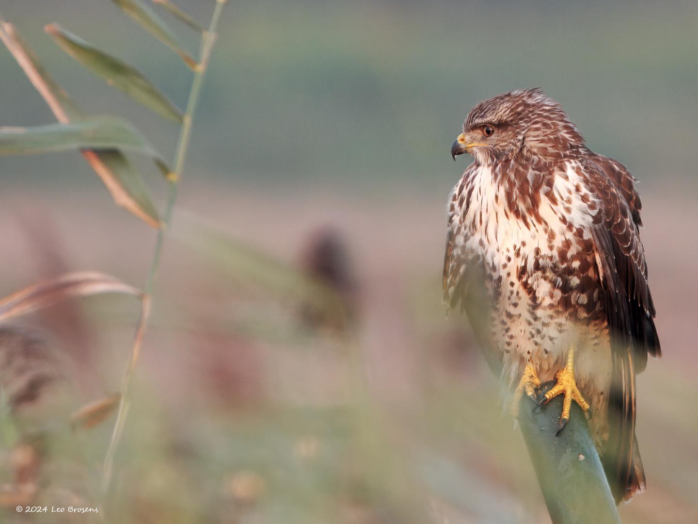 Buizerd-20240920g14401A1A7676dtcrfb-Noordwaardpolder.jpg