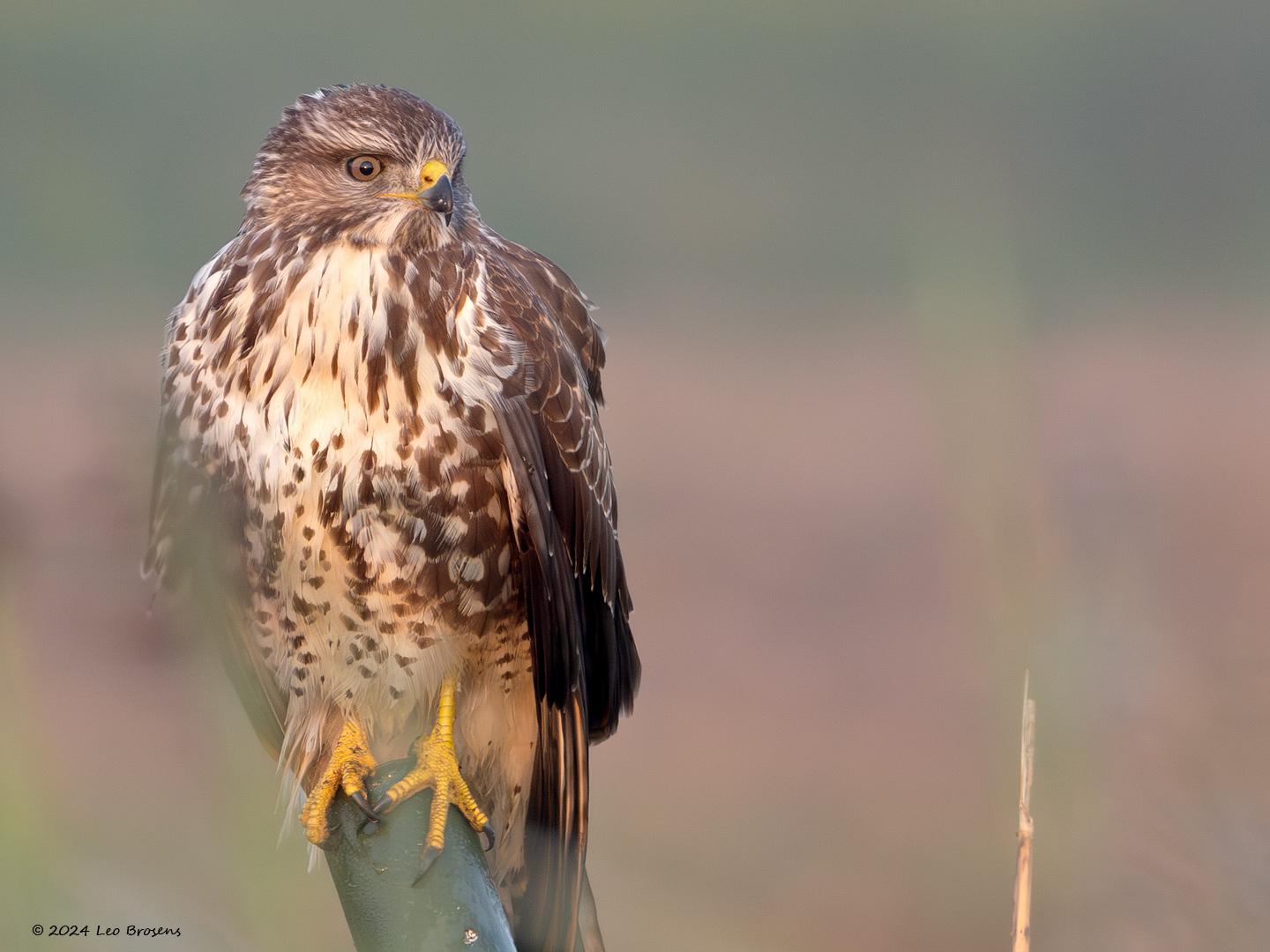 Buizerd-20240920g14401A1A7693apsvcrfb-Noordwaardpolder.jpg