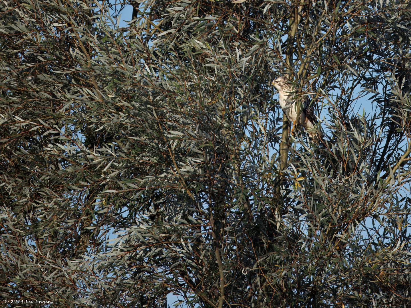 Buizerd-20241004g14401A1A8121otcr-Noordwaardpolder.jpg