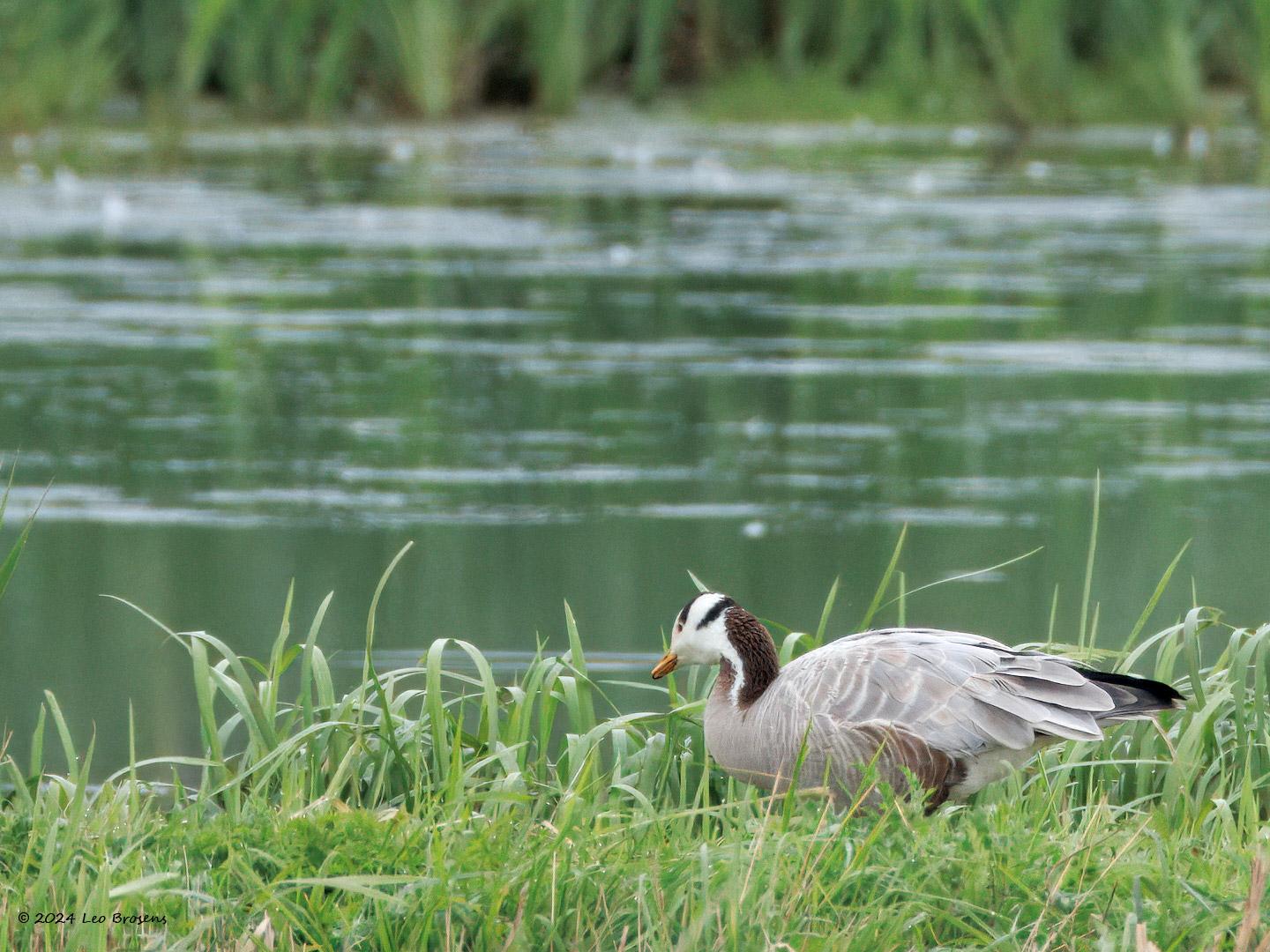 Indische-gans-20240916g14401A1A7631atcrfb-Calfven.jpg