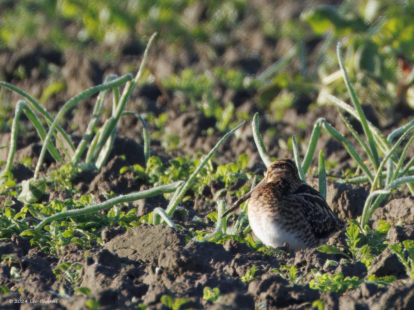 Watersnip-20241004g14401A1A7998dtcrfb-Noordwaardpolder.jpg