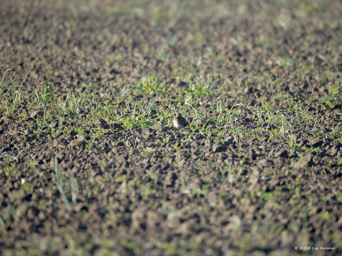 Watersnip-20241004g14401A1A7998otcrfb-Noordwaardpolder.jpg