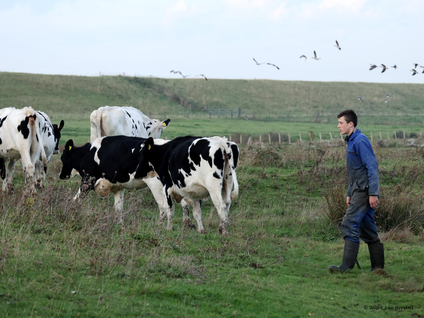 Cows-20241025g14401A1A9312e-Schakerloopolder.jpg