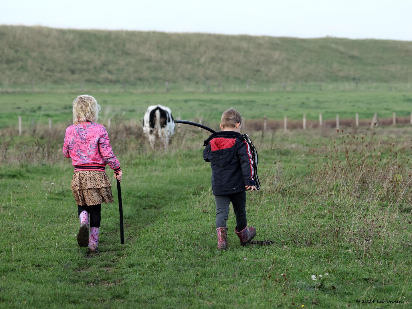 Cows-20241025g14401A1A9318d-Schakerloopolder.jpg