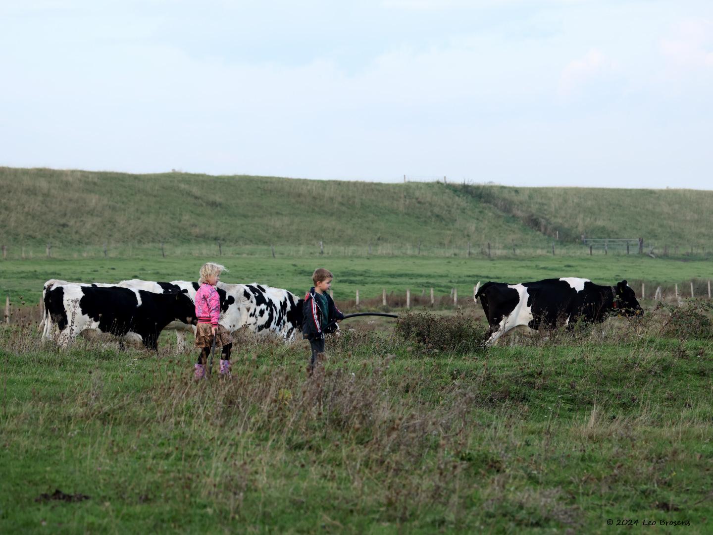 Cows-20241025g14401A1A9330c-Schakerloopolder.jpg