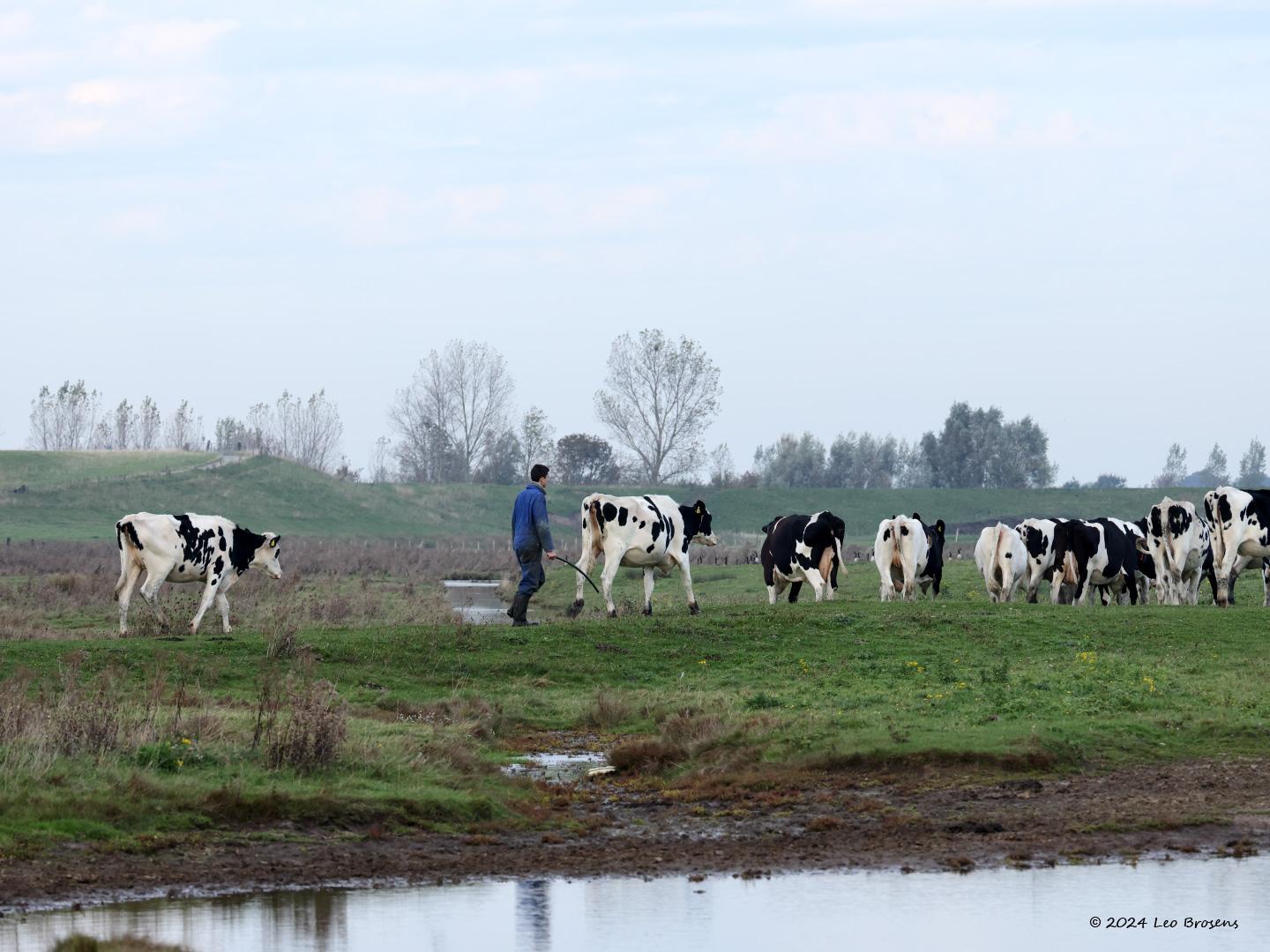 Cows-20241025g14401A1A9332b-Schakerloopolder.jpg