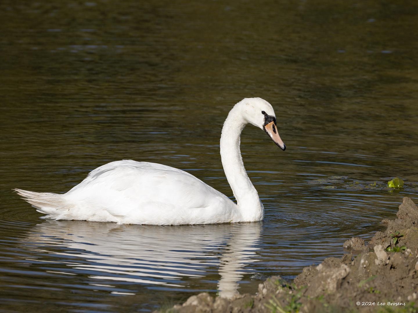 Zwaan-20241025g14401A1A9490acrfb-Markiezaat-Kraaienberg.jpg