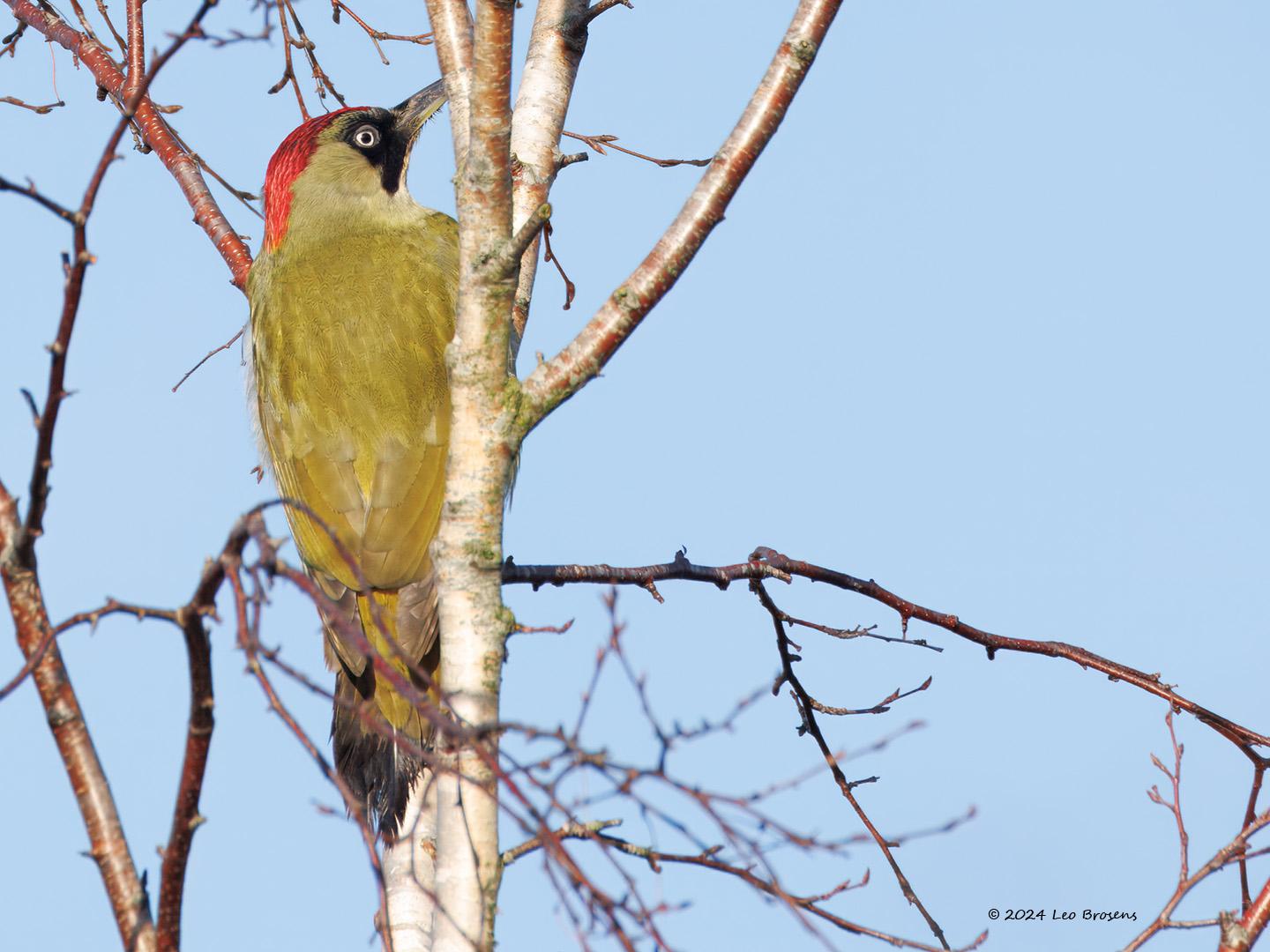 Groene specht 20241130g14401A1A0198atcrfb Markiezaat_0.jpg