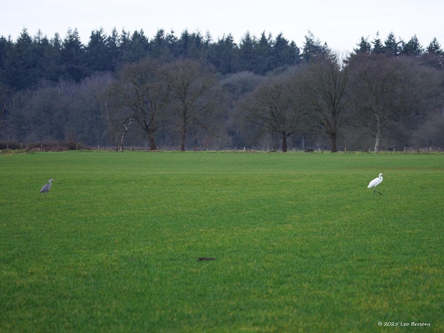 Grote-zilverreiger-Blauwe-reiger-20250129g14401A1A1767atcrfb-Ticheltseberg.jpg