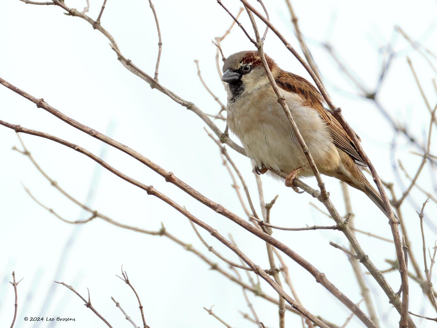 Huismus-20240210g14401A1A8190acrfb-Rielsche-Heide_0.jpg