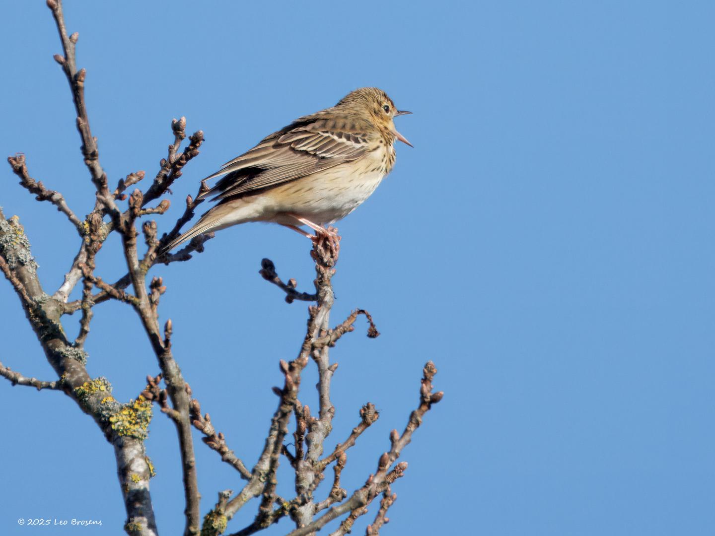 Boompieper-20250401g14401A1A4967atcrfb-Oude-Buisse-Heide_1.jpg