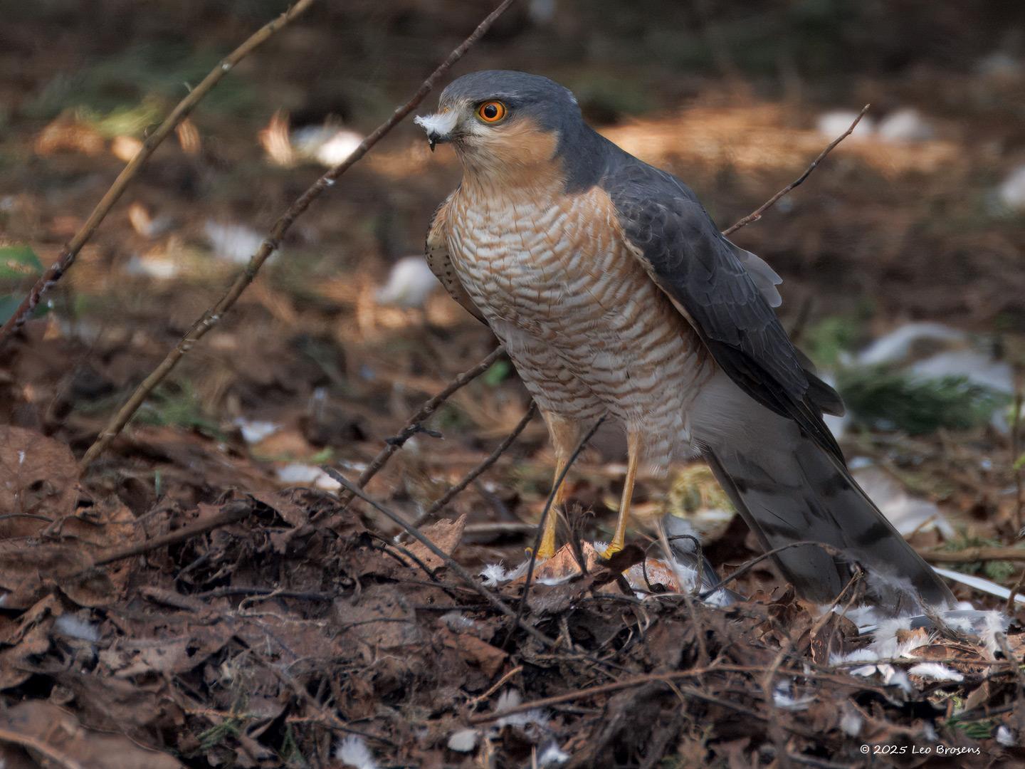 Sperwer-20250325g14401A1A4373atcrfb-Tuin_0.jpg