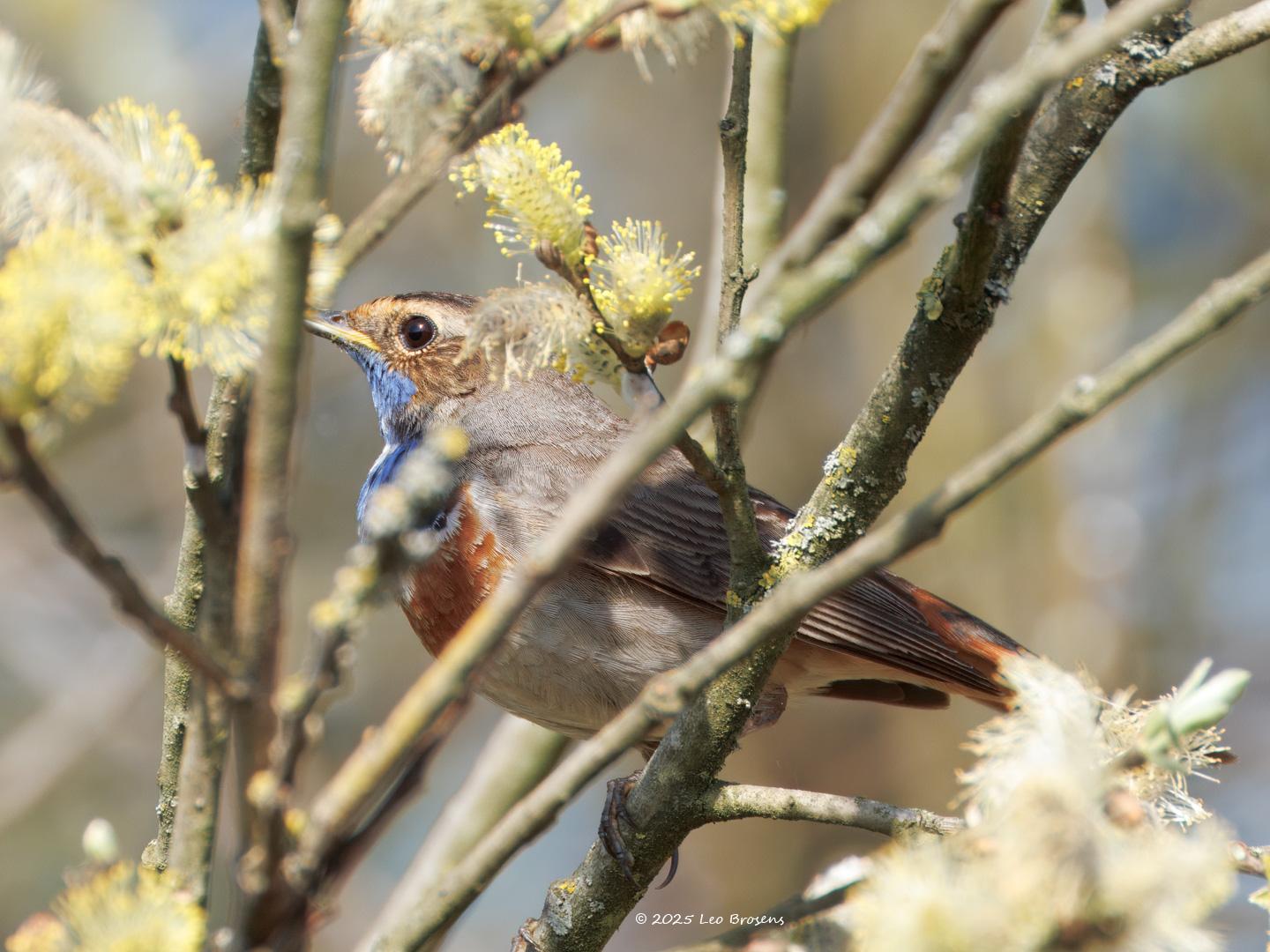 Blauwborst-20250411g14401A1A5588atcrfb-De-Matjens.jpg