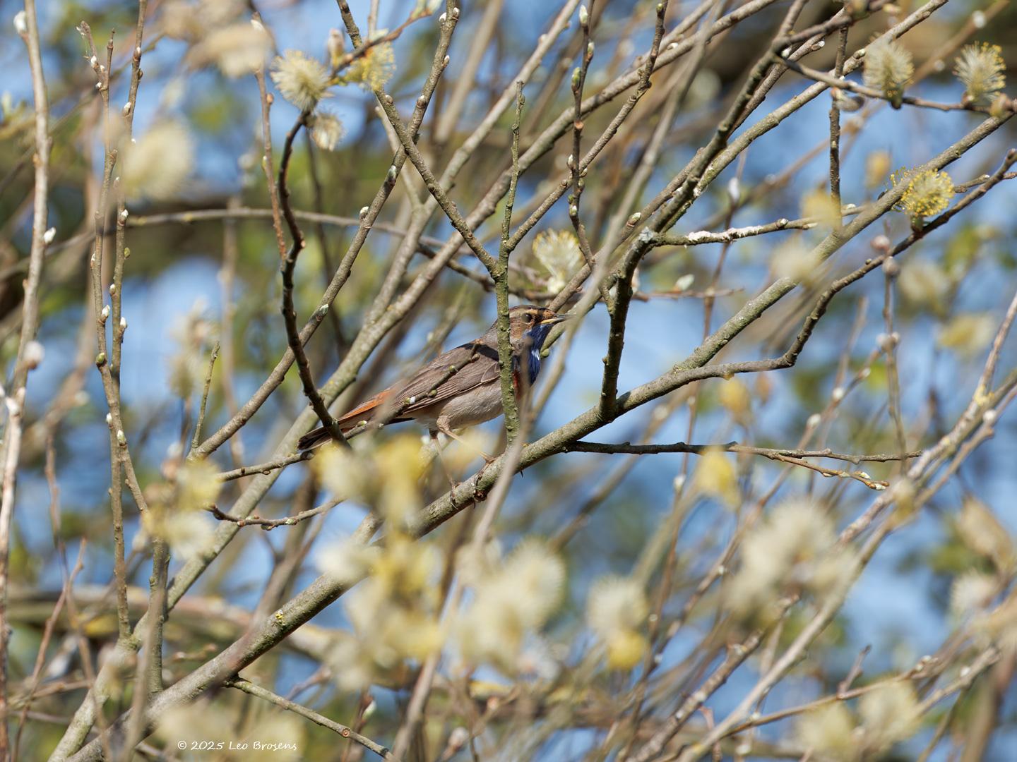 Blauwborst-20250411g14401A1A5616atcrfb-De-Matjens.jpg