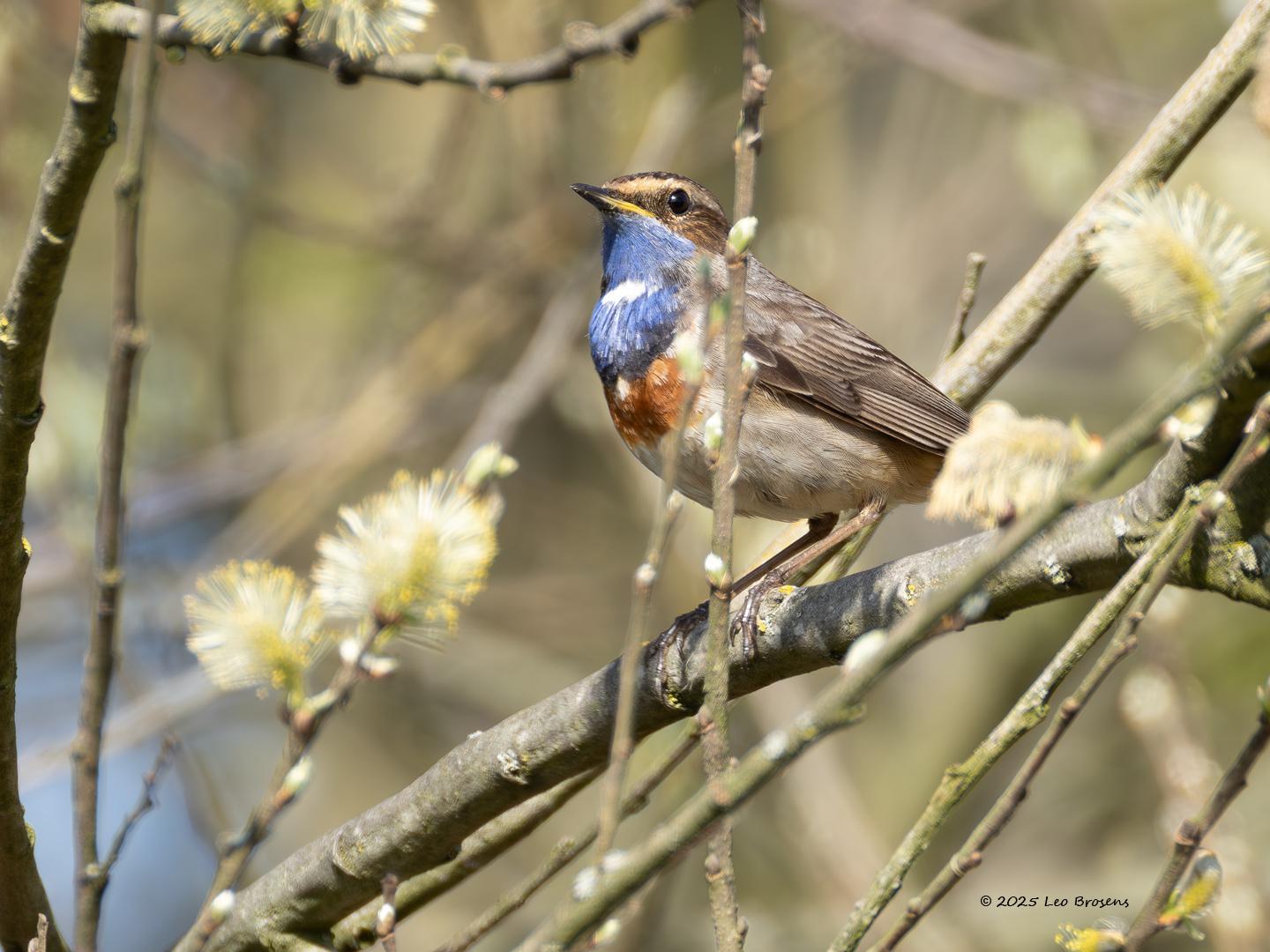 Blauwborst-20250411g14401A1A5621avcrfb-De-Matjens.jpg