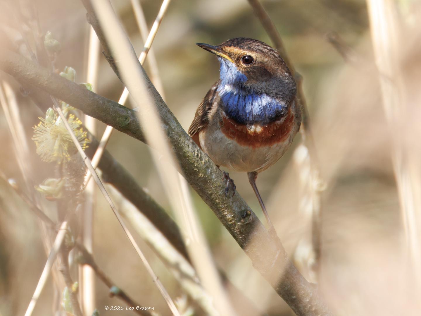 Blauwborst-20250411g14401A1A5649atcrfb-De-Matjens.jpg