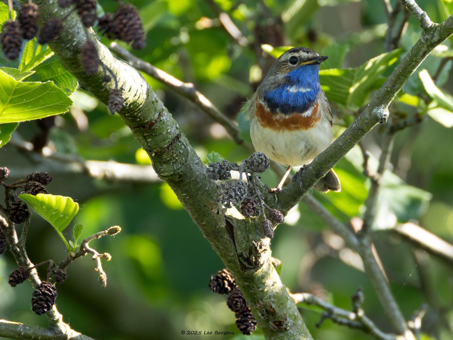Blauwborst-20250516g14401A1A8004avcrfb-Zondereigen_0.jpg
