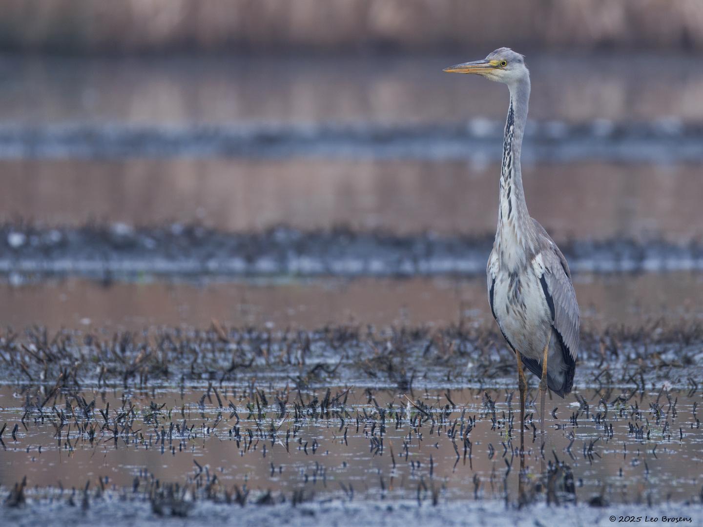 Blauwe-reiger-20250324g14401A1A4262atcrfb-De-Matjens.jpg