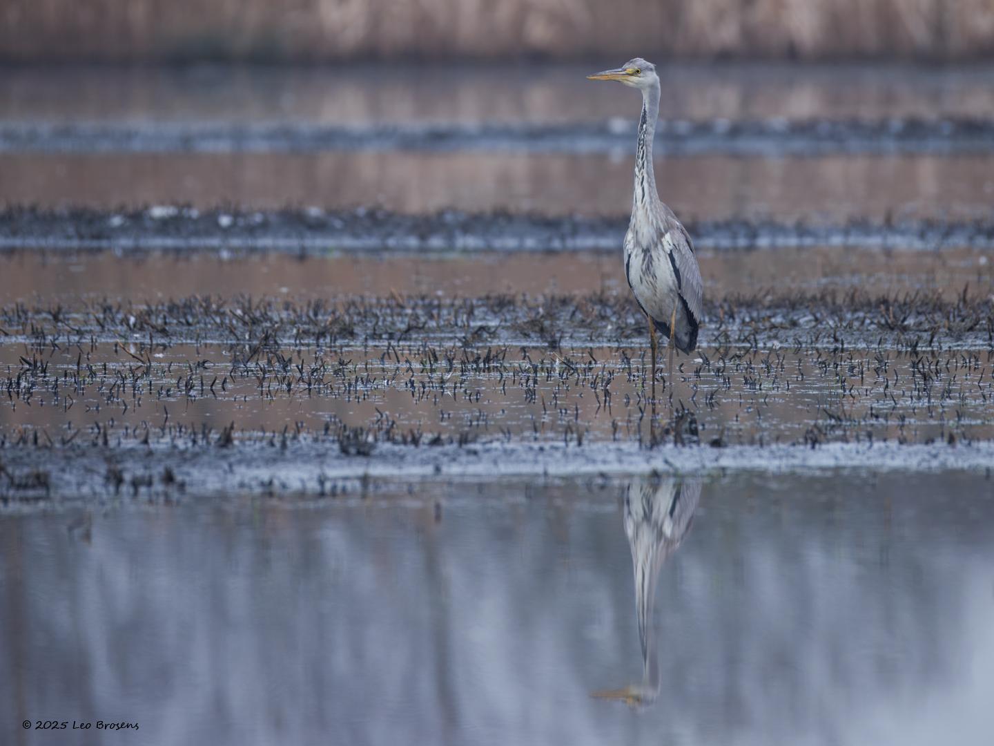 Blauwe-reiger-20250324g14401A1A4262otcrfb-De-Matjens_0.jpg