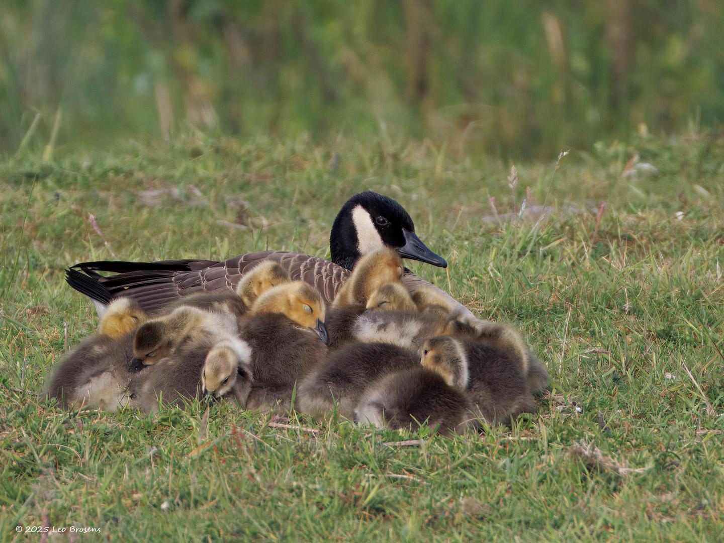 Canadese-gans-20250517g14401A1A8272atcrfb-Pannenhoef_0.jpg