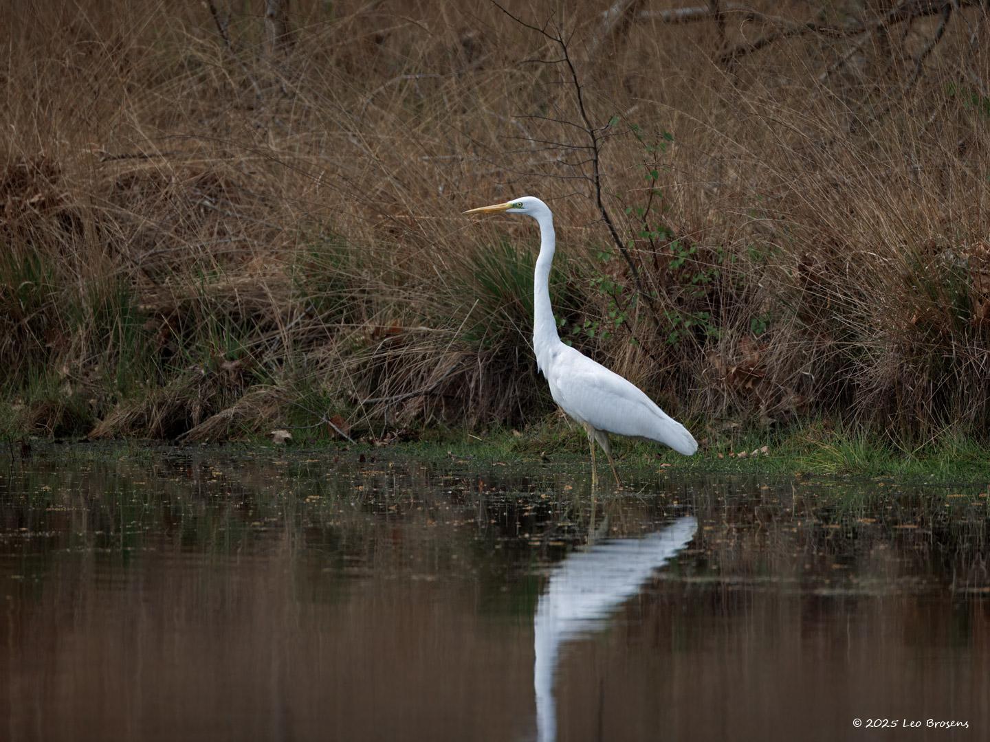 Grote-zilverreiger-20250422g14401A1A7099atcrfb-Oude-Buisse-Heide.jpg