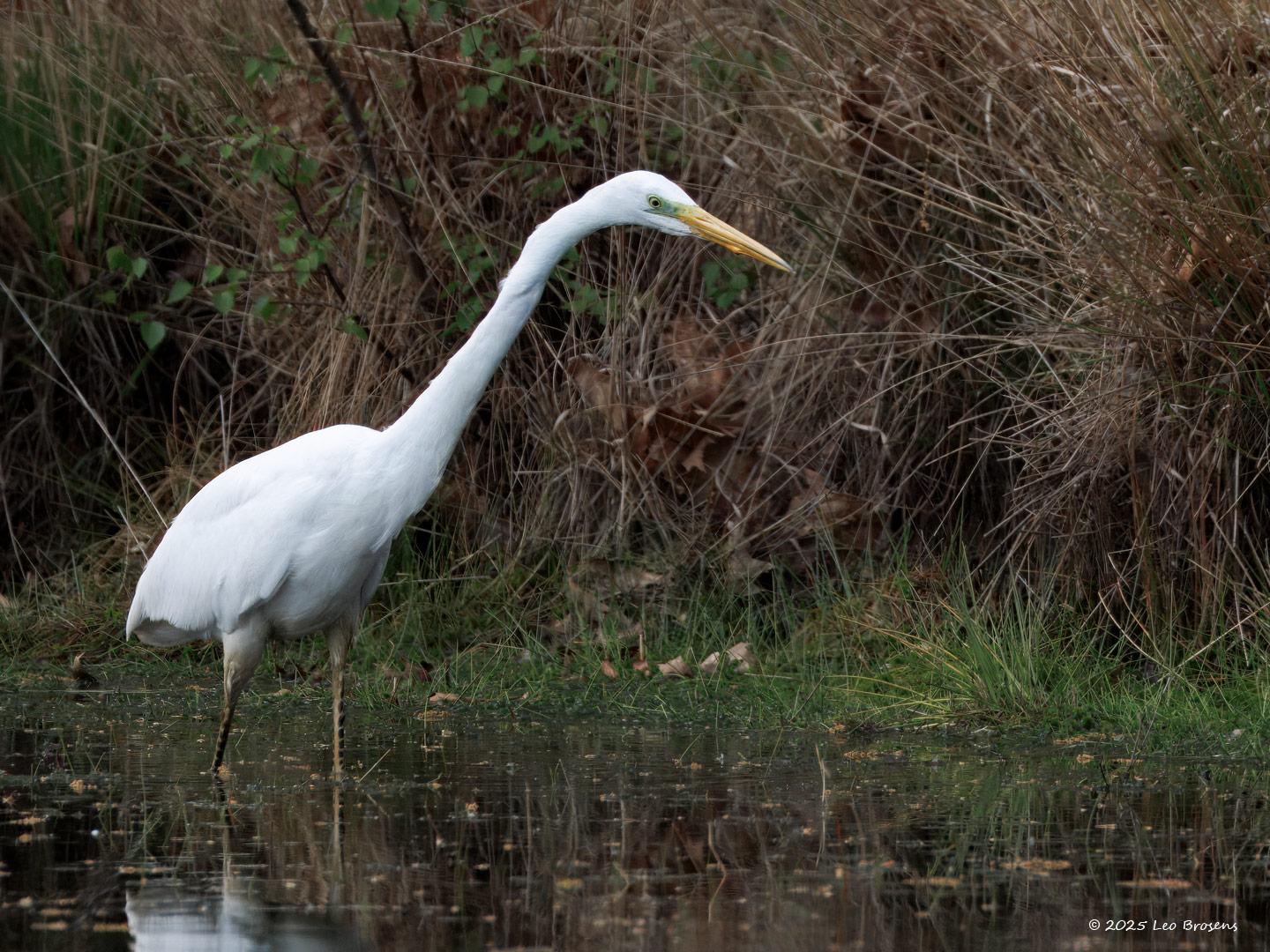 Grote-zilverreiger-20250422g14401A1A7107atcrfb-Oude-Buisse-Heide.jpg