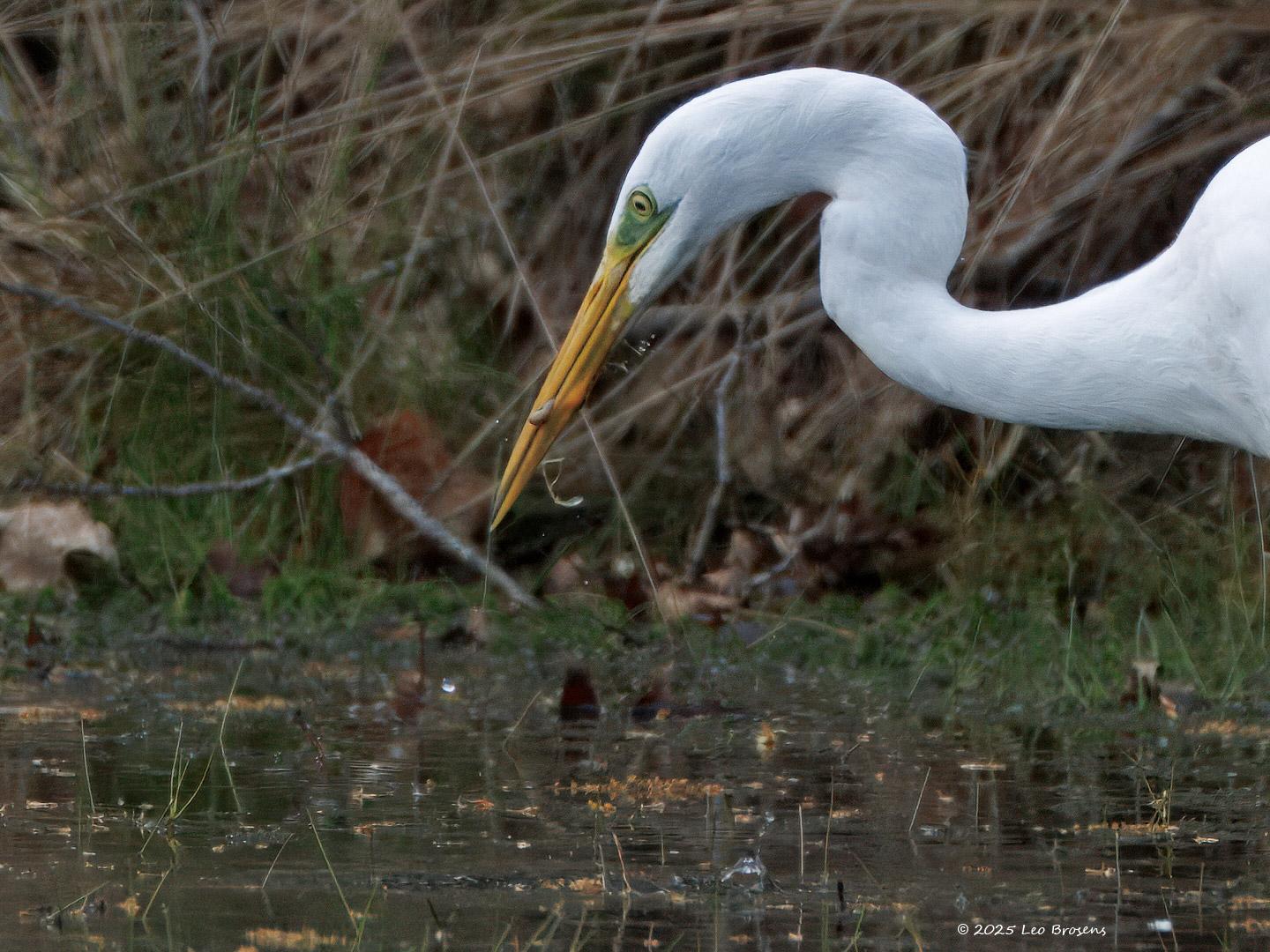 nGrote-zilverreiger-20250422g14401A1A7113atcrfb-Oude-Buisse-Heide.jpg