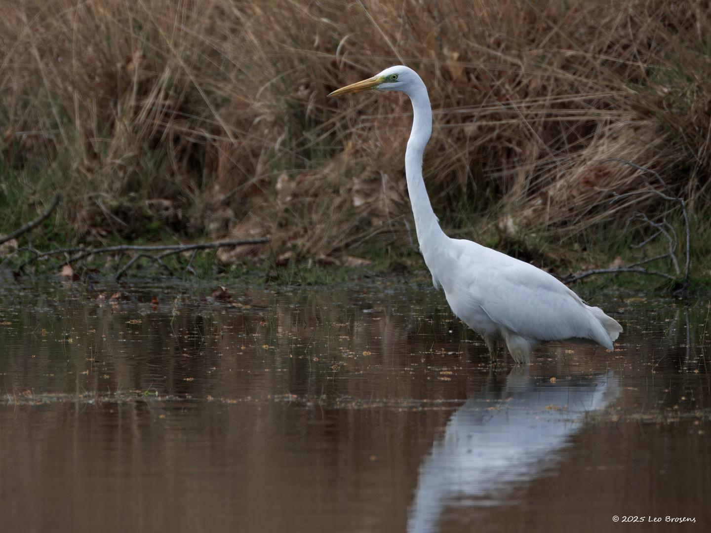 nGrote-zilverreiger-20250422g14401A1A7116atcrfb-Oude-Buisse-Heide.jpg