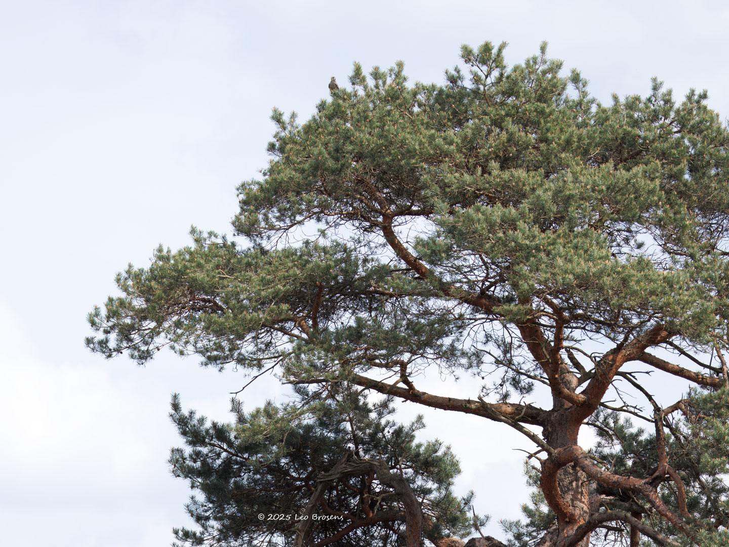 nTorenvalk-20250422g14401A1A7086m1tcrfb-Oude-Buisse-Heide.jpg