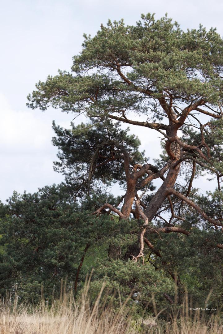 nTorenvalk-20250422g14401A1A7086o1tcrfb-Oude-Buisse-Heide.jpg