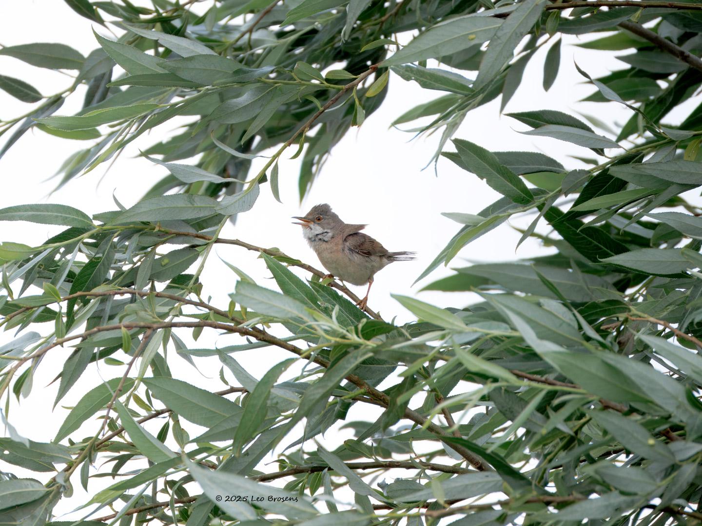 Grasmus-20250529g14401A1A9124atcrfb-Maatjes.jpg
