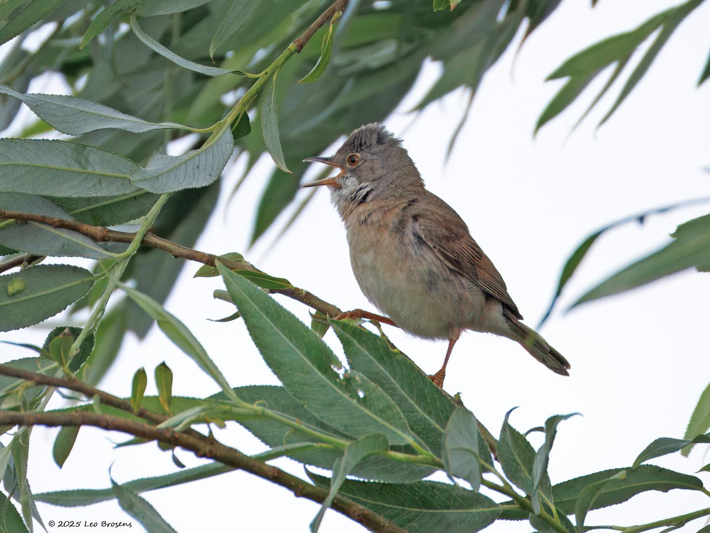 Grasmus-20250529g14401A1A9135atcrfb-Maatjes.jpg