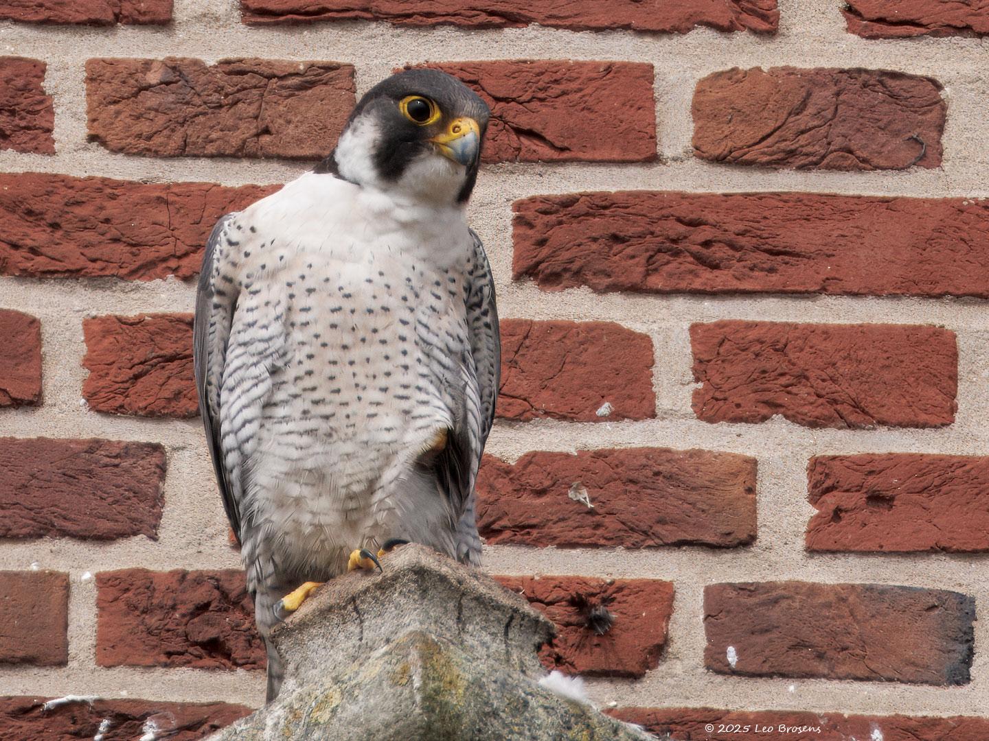 Slechtvalk-20250603g14401A1A9512atcrfb-Alphen_0.jpg