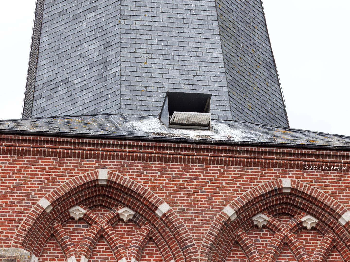 Slechtvalk-20250603g14401A1A9581atcrfb-Alphen.jpg