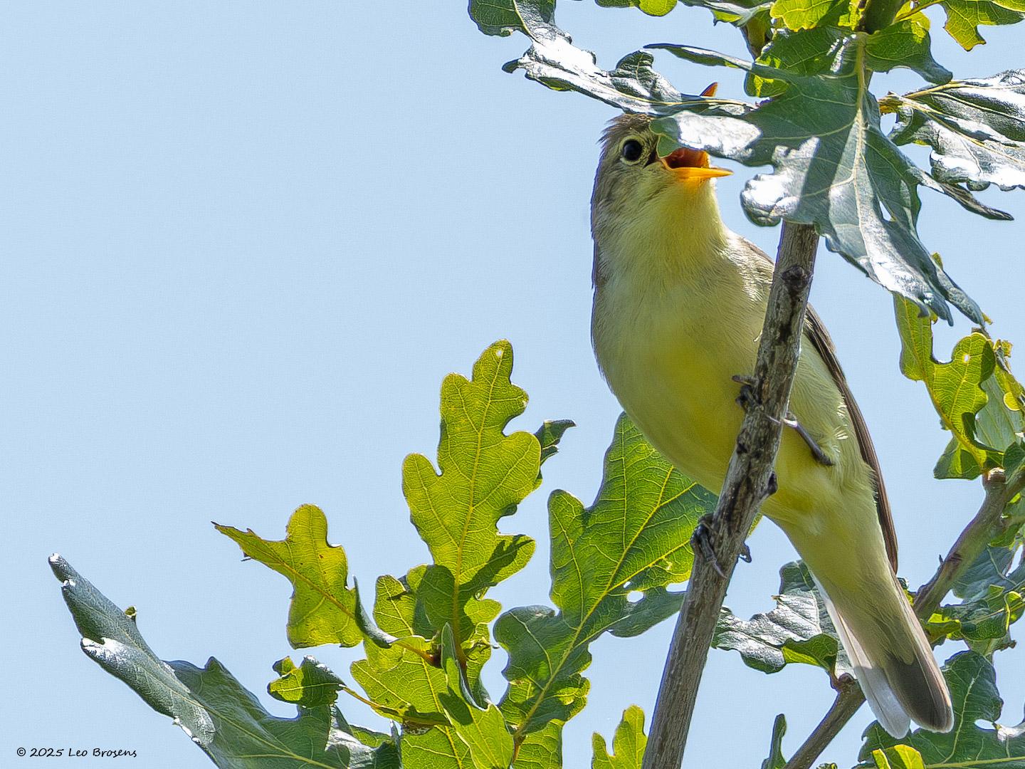 Spotvogel-20250611g14401A1A0604avcrfb-Oude-Buisse-Heide.jpg