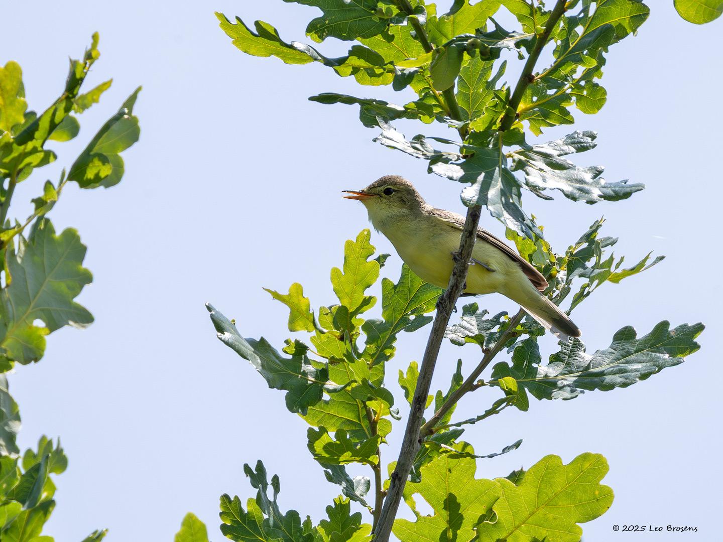 Spotvogel-20250611g14401A1A0607bvcrfb-Oude-Buisse-Heide.jpg