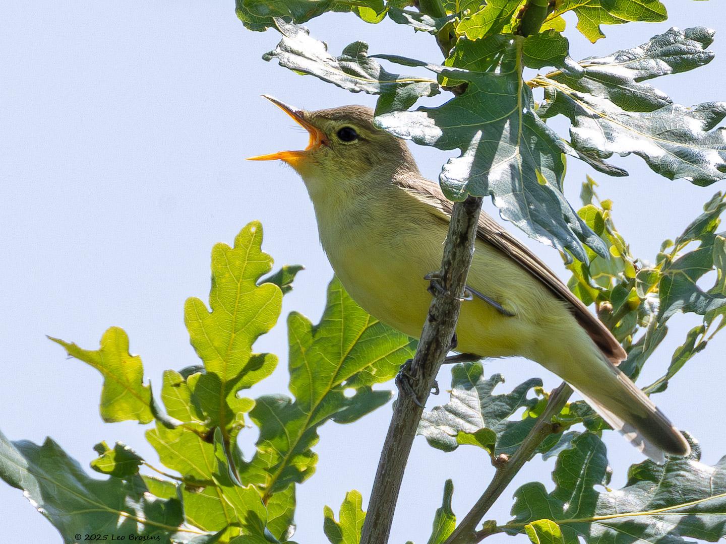 Spotvogel-20250611g14401A1A0612avcrfb-Oude-Buisse-Heide.jpg