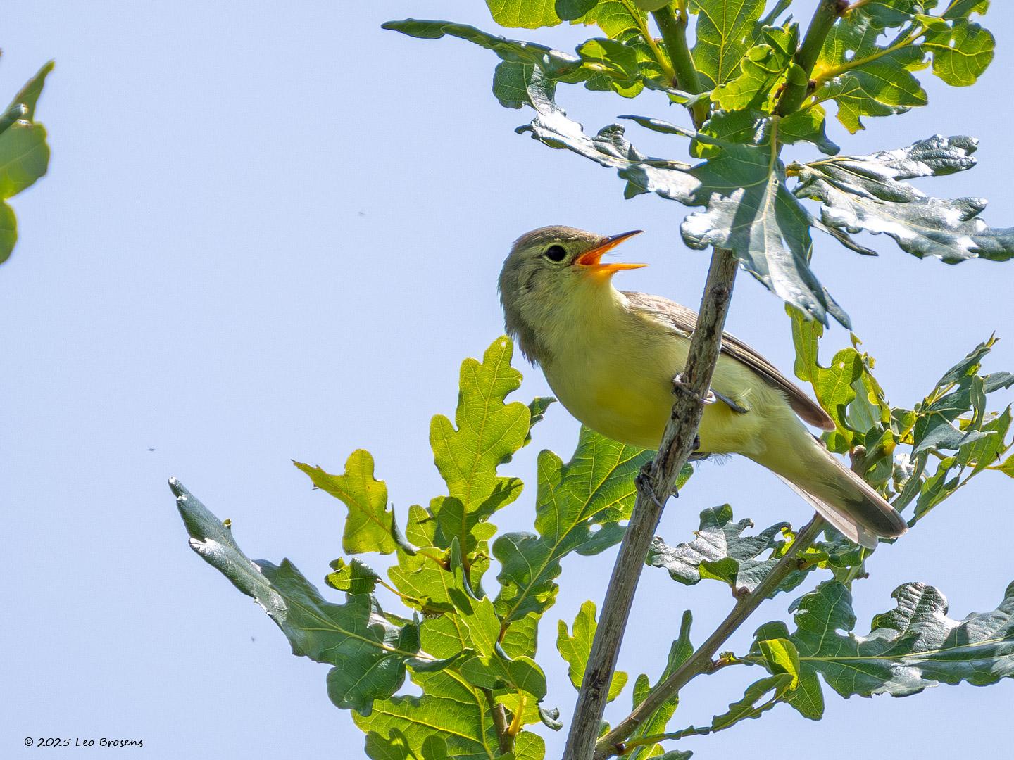 Spotvogel-20250611g14401A1A0616nvcrfb-Oude-Buisse-Heide.jpg