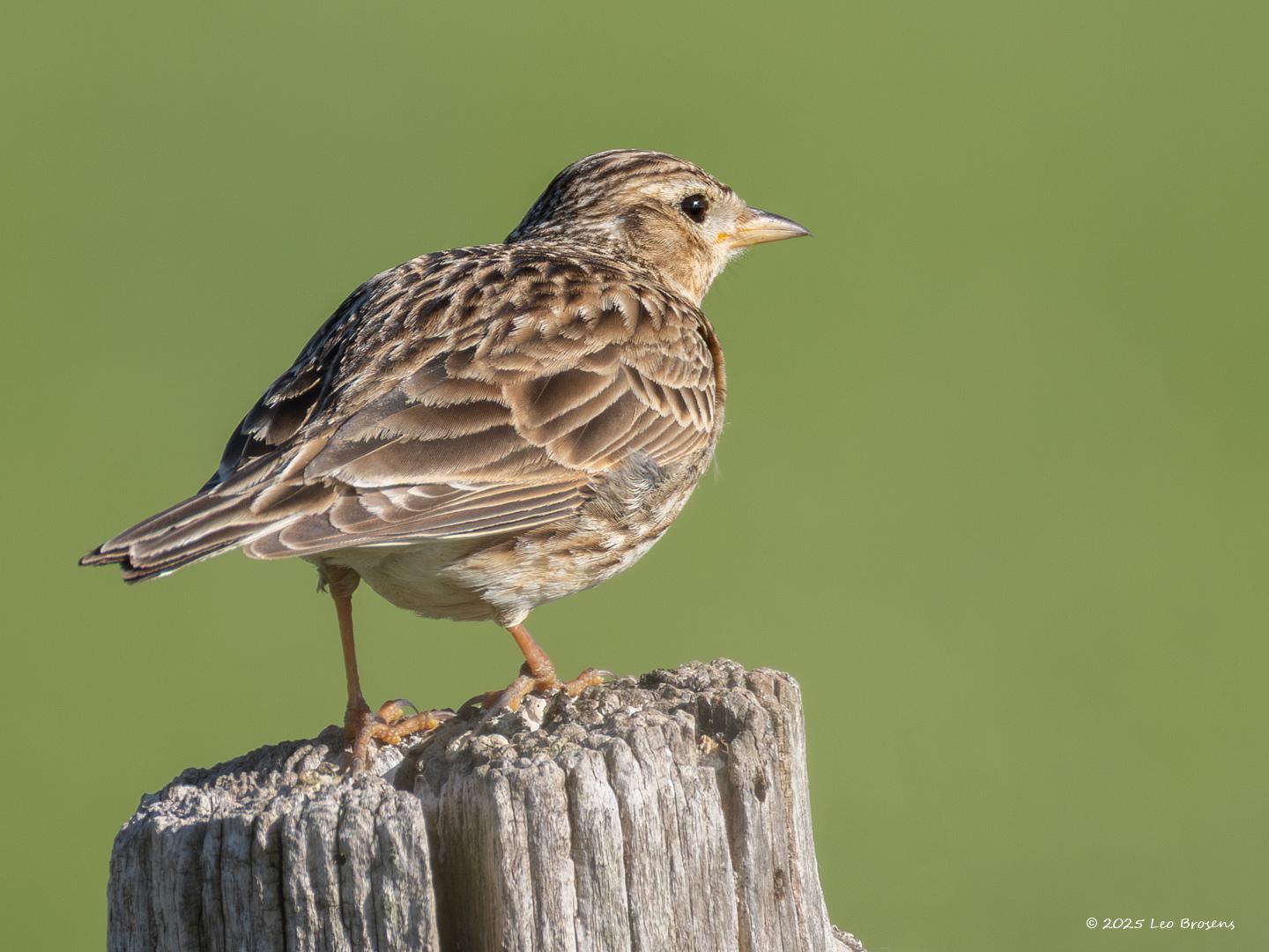 Veldleeuwerik-20250519g14401A1A8555avcrfb-Hogerwaardpolder.jpg