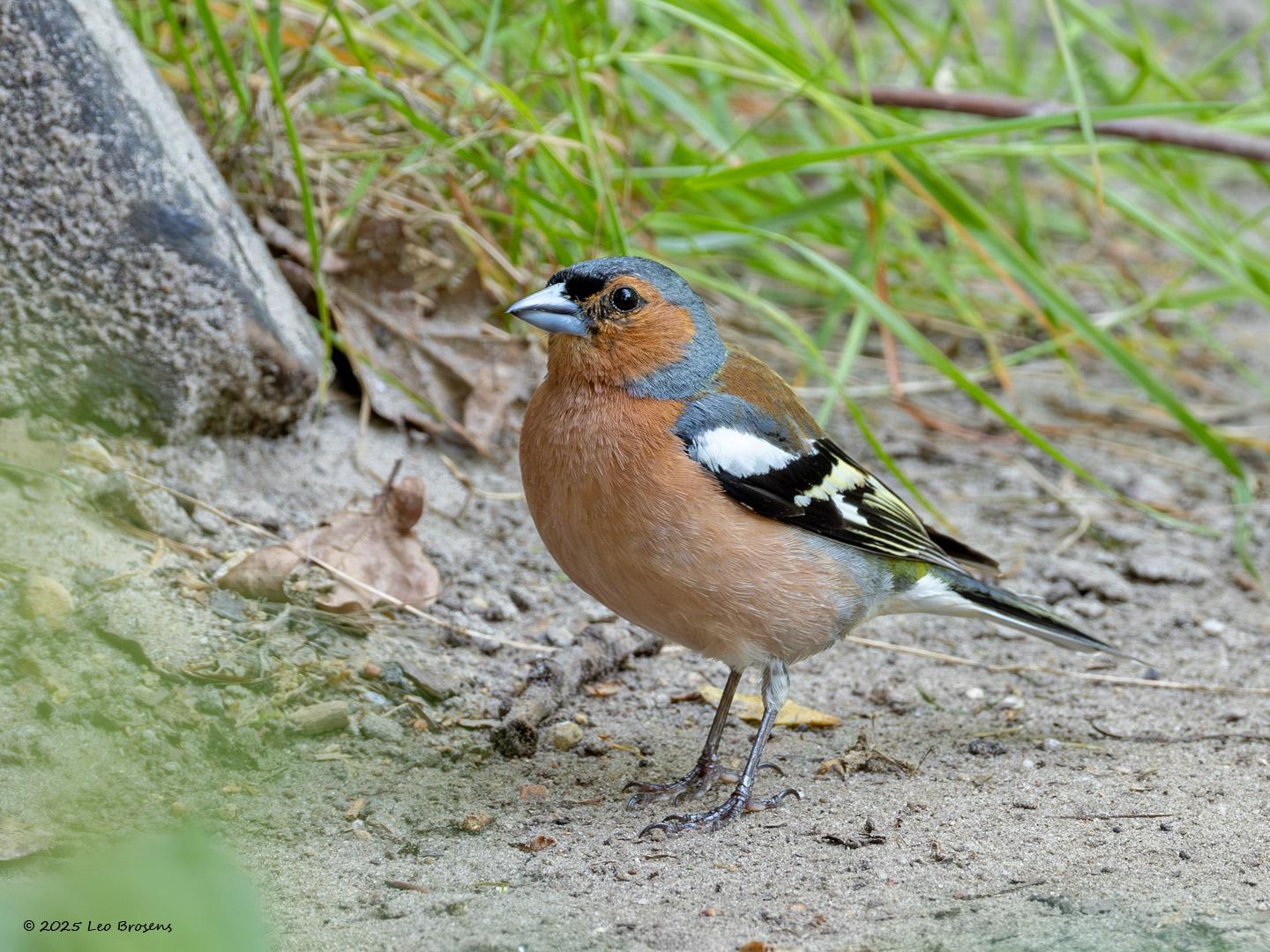 Vink-20250613g14401A1A0845avcrfb-Pannenhoef.jpg