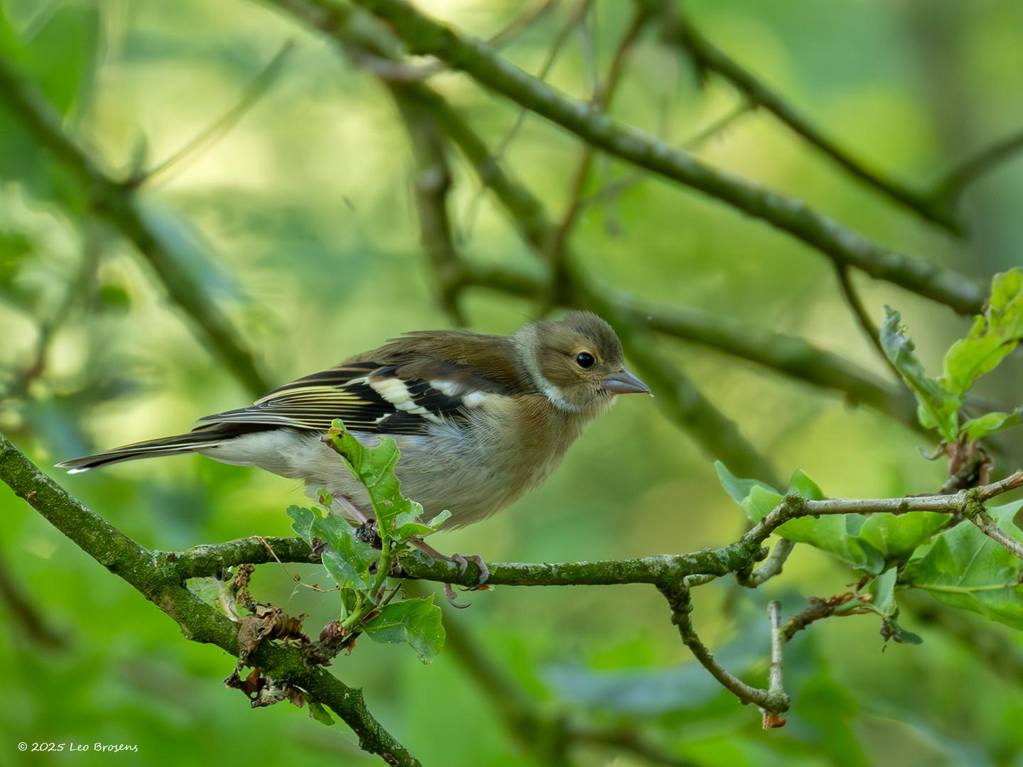 Vink-20250616g14401A1A1024avcrfb-Pannenhoef.jpg