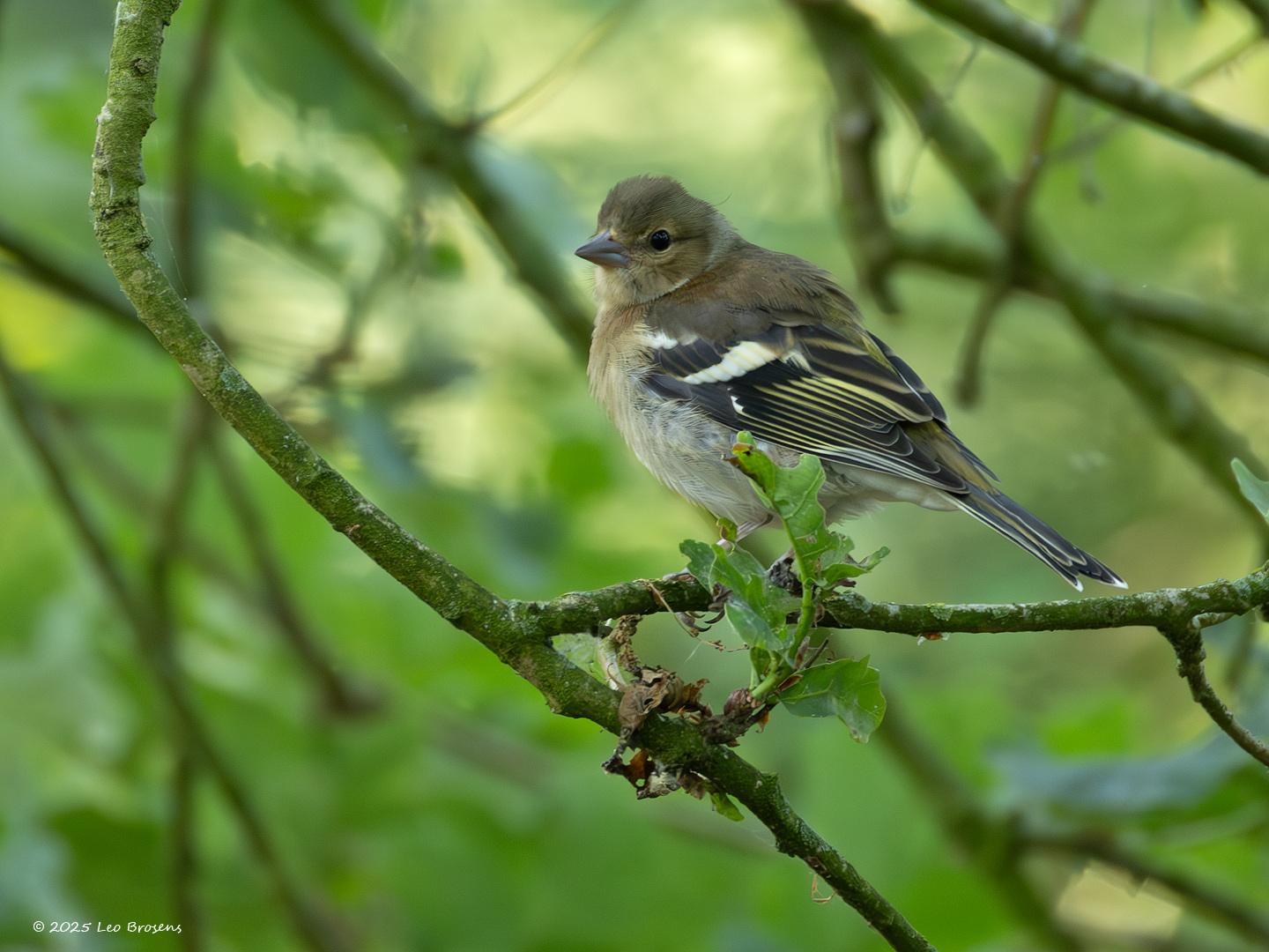 Vink-20250616g14401A1A1030avcrfb-Pannenhoef.jpg